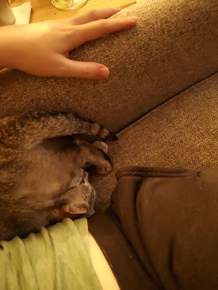 This Is Chickpea. She Wants To Know If This Is Loaf Enough.