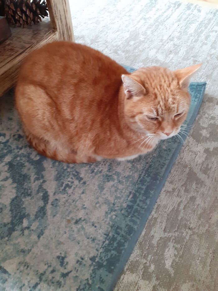 Orange Loaf :)