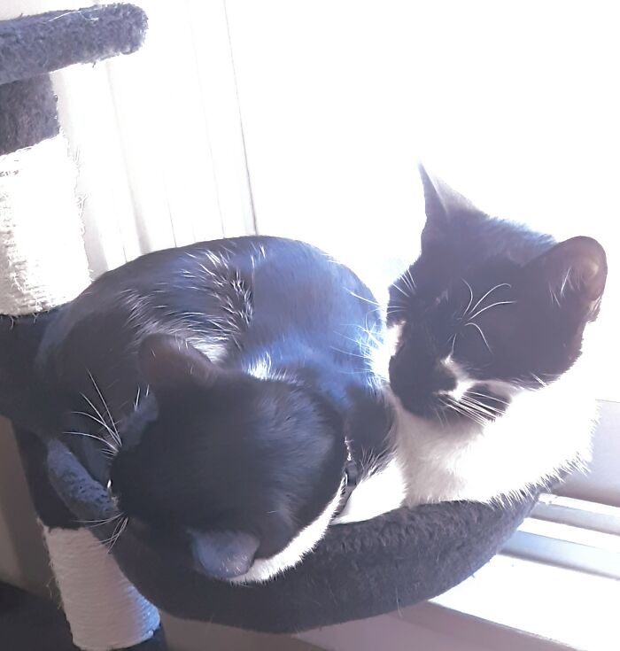 They're Names Are Spot And Poptart And They're Both Very Nice Litle Kitty Boys❤