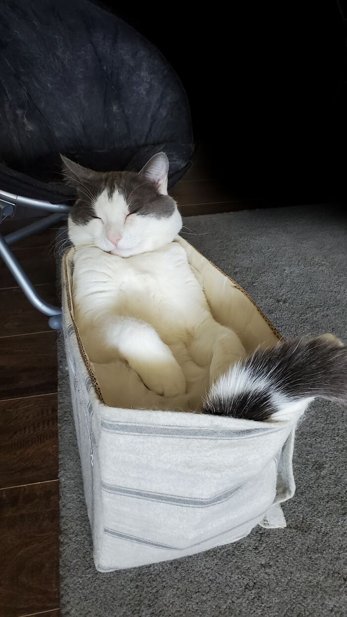 Mouse ... In His Favorite Box/Bed