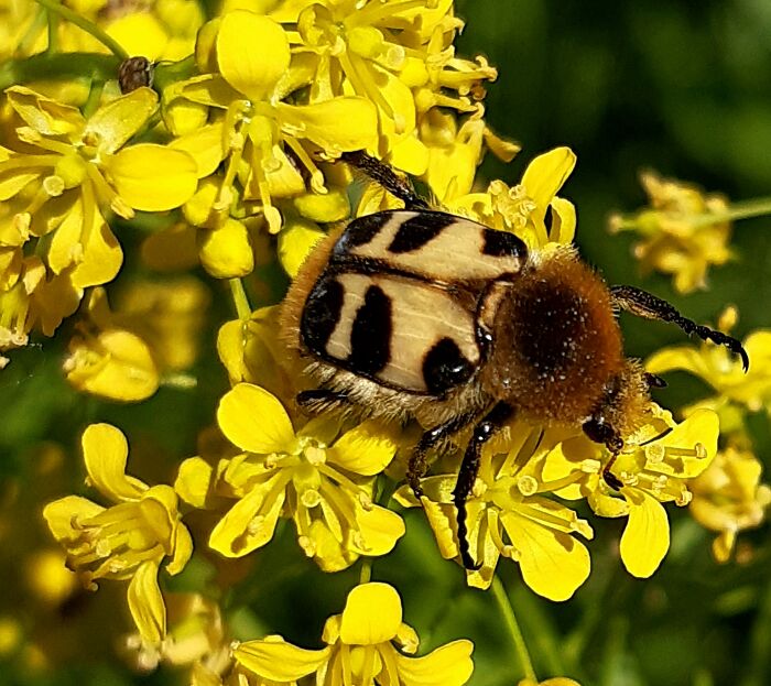 I Don't Know What It Is, But It's A Cute,fuzzy Bug
