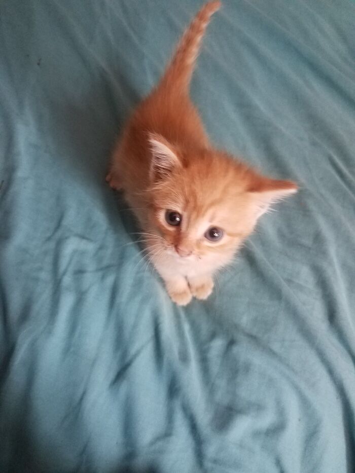 The Lastest Dumped Kitten, Buttercup. She's A Biter, But Was Only 3 Weeks Old And Dumped. Hopefully She'll Learn!