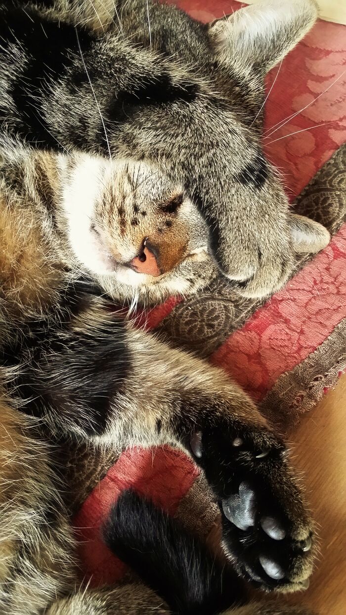 This Is Filou, Rescued From Catania (Sicily) To Milan