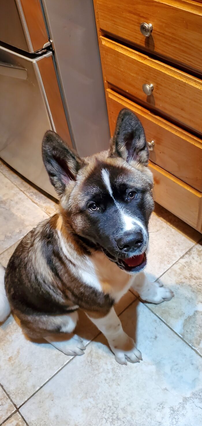 My Always Hungry Roommate Soju