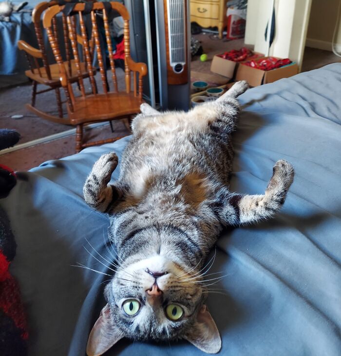 It's Getting Hot In Here, And My Fur Isn't Shedding Fast Enough