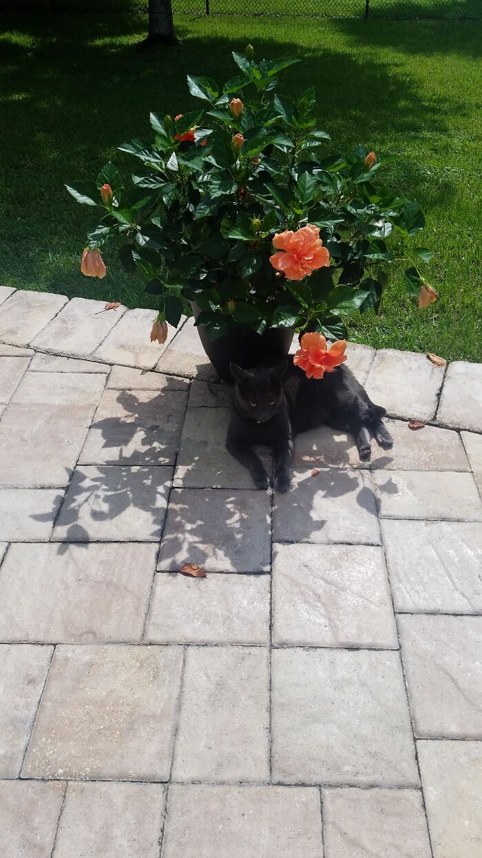 Camouflage Isn't Working, I Can Still See You...