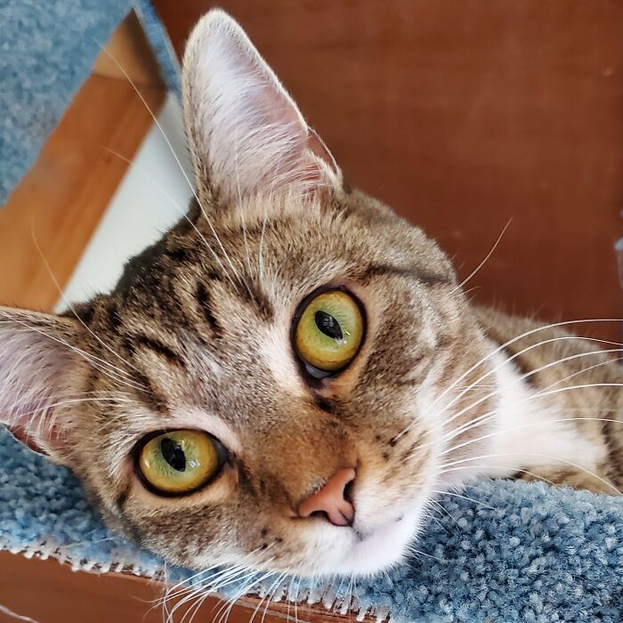 Miss Mitty The Kitty