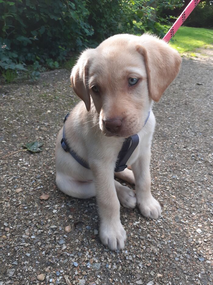 We Have A Lot Of Pets At Home (24 With The Aquarium Animals Included) But This Is Our Youngest! Her Name Is Sam :)