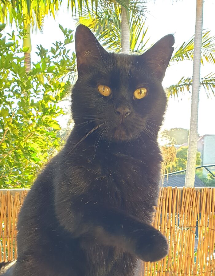 Hey! You There, Be Advised - Black Cats Bring Good Luck!