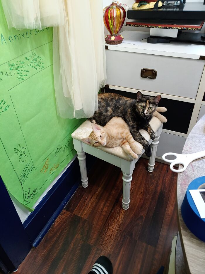 Lucky Was Tired Of Asking Velveeta To Move