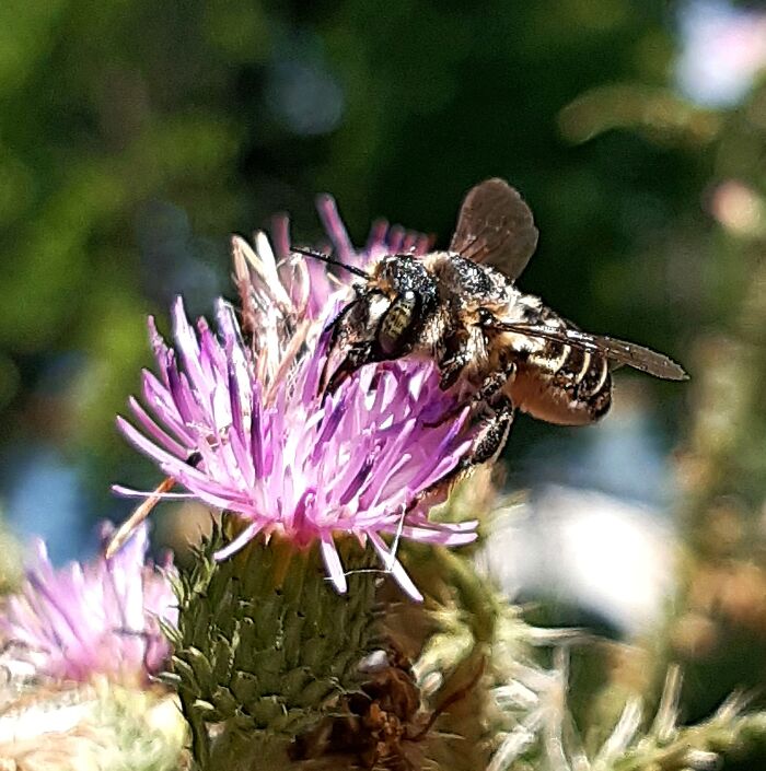 He, Or She Looks Like A Fly And A Bee, Like A Character From A Disney Cartoon.