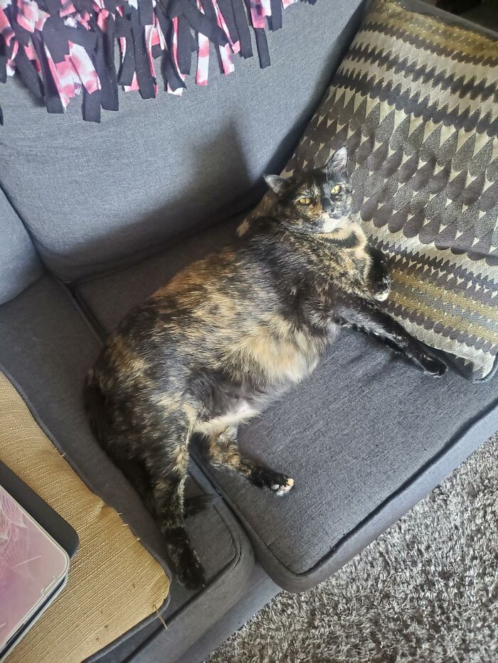 She Stole My Seat After I Stood Up 😂, My Little Watermelon. 😍 (Yes She's On A Diet, Vet Says She Is Healthy).