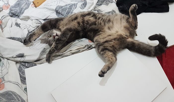 I Added Some Shelves To My Closet And She Was My Little Helper (Those Shelves Might Have Escaped Otherwise, You Never Know!)