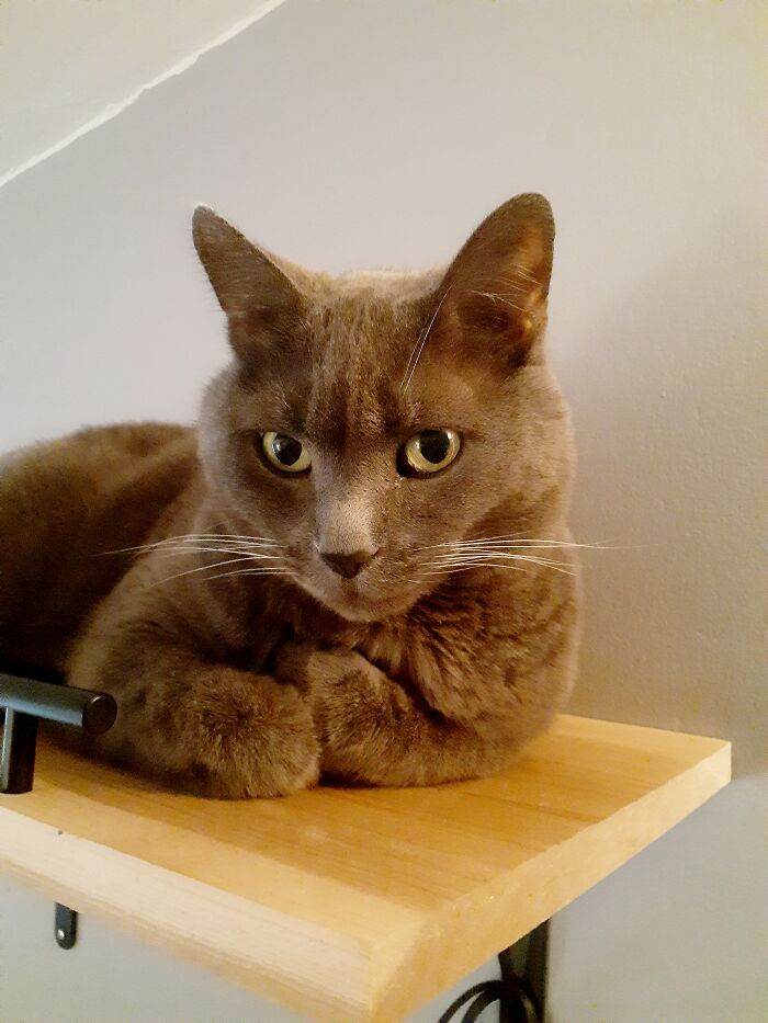 Pickles On The Shelf.