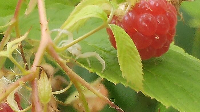 Found This White Spider In My Raspberry Bush Yesterday.