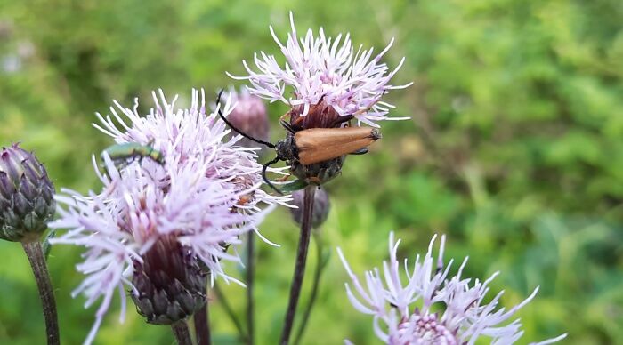 Dont Know What Those Guys Are Called, They Were In The German Woods