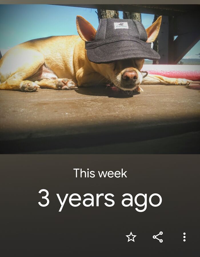 Cheech Sleeping In The Summer Sun. Still Does It.