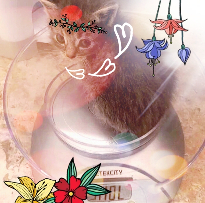 Best I Can Do I Guess