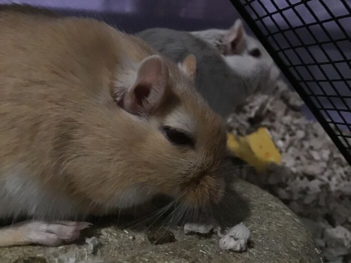 Okay This Isn’t My Best But This Is The Best Picture I’ve Ever Gotten Of Ron, One Of Our Gerbils.