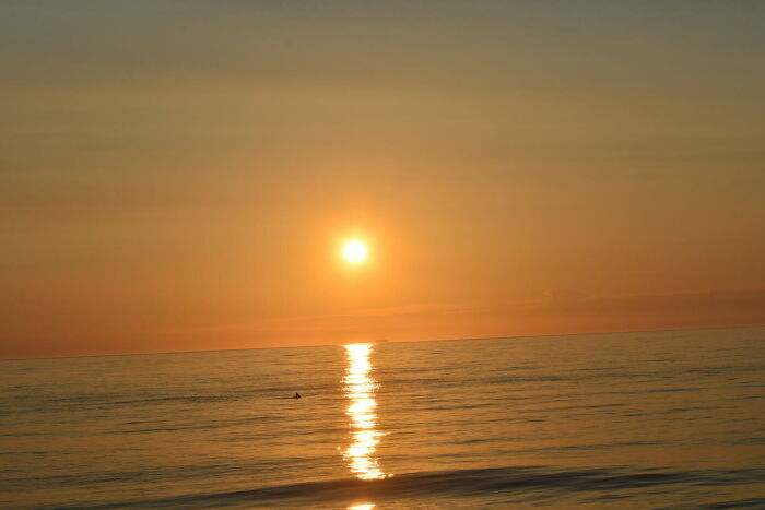 Dolphin At Dawn At Rehoboth Beach, Delaware USA