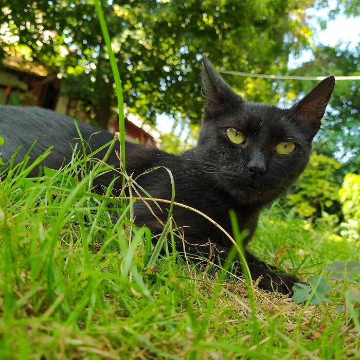 I Love Her Green Eyes.