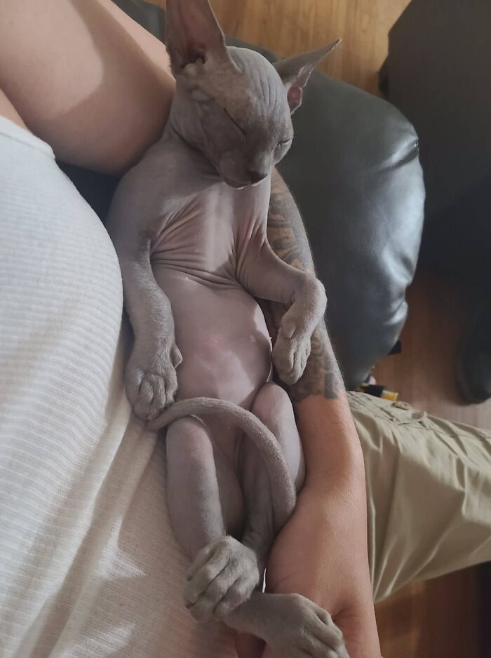 Skallet The Alien Sphynx