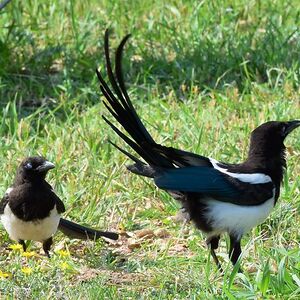 virpi_sinervo avatar