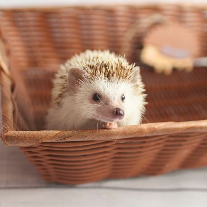 S'mores Is Recovering Well