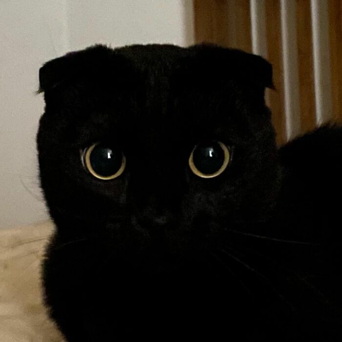 Meet Meonji The Black Cat That Is The Instagram Sensation
