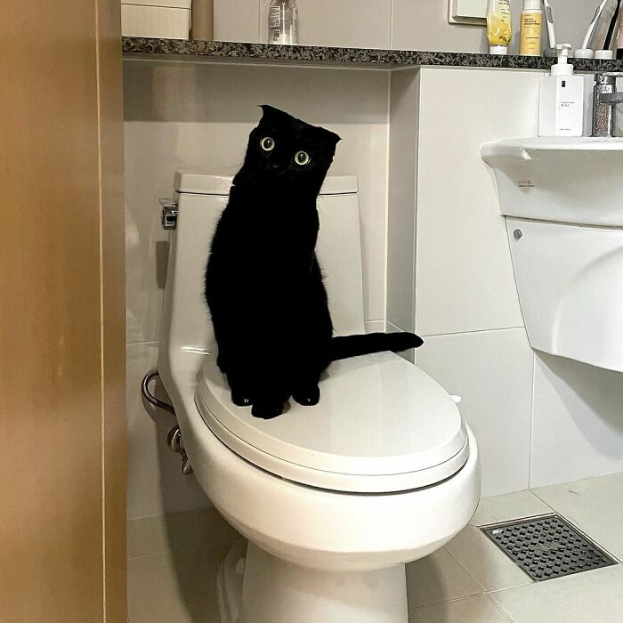 Meet Meonji The Black Cat That Is The Instagram Sensation