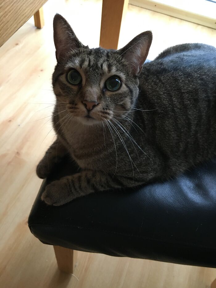 My Cat Who Is Hogging My Chair