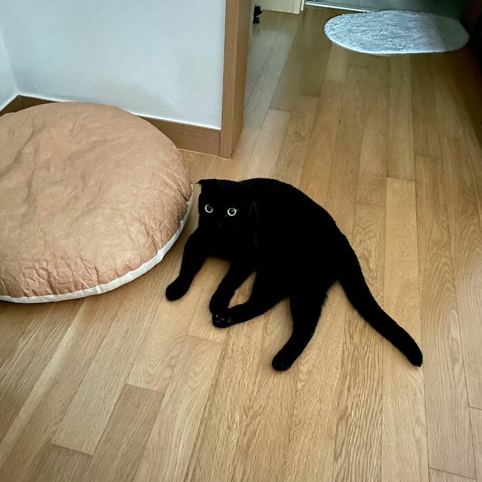 Meet Meonji The Black Cat That Is The Instagram Sensation