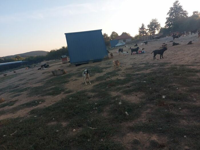 Meet Dejan Gacic, The Good Man Who Has A Shelter With Over A Thousand Dogs