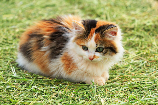 246632-1600x1067-Calico-Kitten-Crouching-6113e89b6358a.jpg