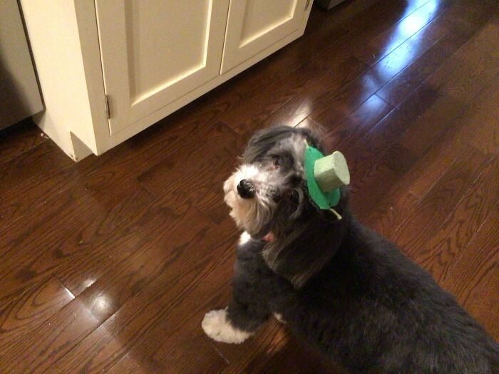 Old Man Dexter And The Hat I Made Him