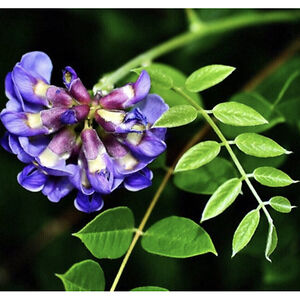 abbwegrzyn2009 avatar