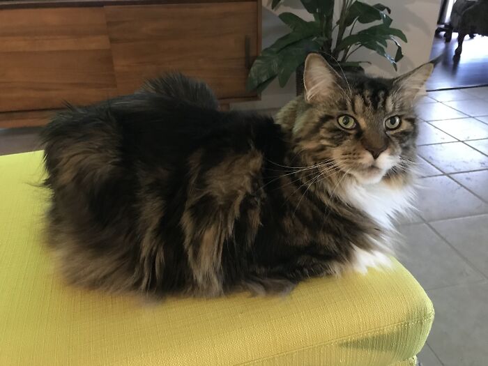 Fluffy Loaf