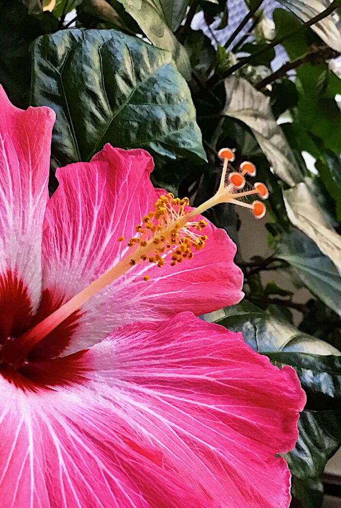 Hibiscus Blossoming In Our Home, Upstarts New York.
