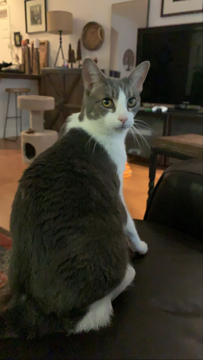 Chonky Boy “Didas” (Dee-D-Us)