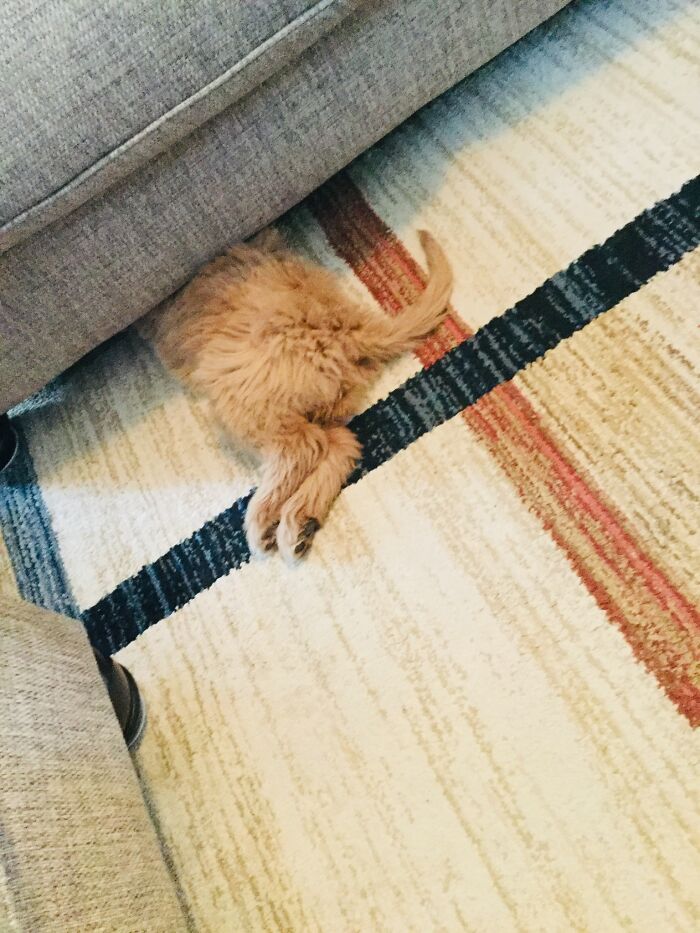 This Floof Is Pixie. We Love Pix. Pix Isn’t The Brightest….but We Love Her