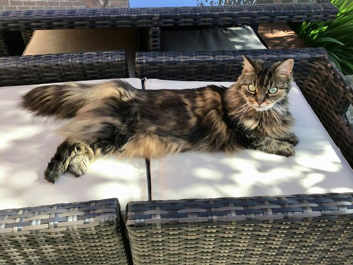 This Is Callie, She Like To Pose!