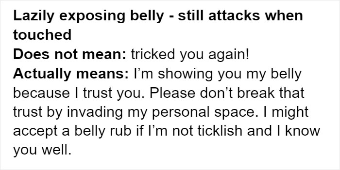 Cat Rescuer Explains How Cat Social Behavior Is Often Misinterpreted By ‘Dog People’