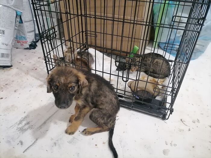 We Are Running Romania's Largest Cat Shelter With 300+ Cats Who Are In Need Of Help Everyday We Are Running Romania's Largest Cat Shelter With 300+ Cats Who Are In Need Of Help Everyday