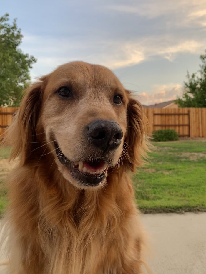 9yrs Old, Golden Retriever And Stealer Of Hearts, Thor