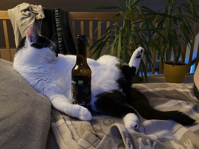 Johann After Just Another Exhausting Day Of Cat Life