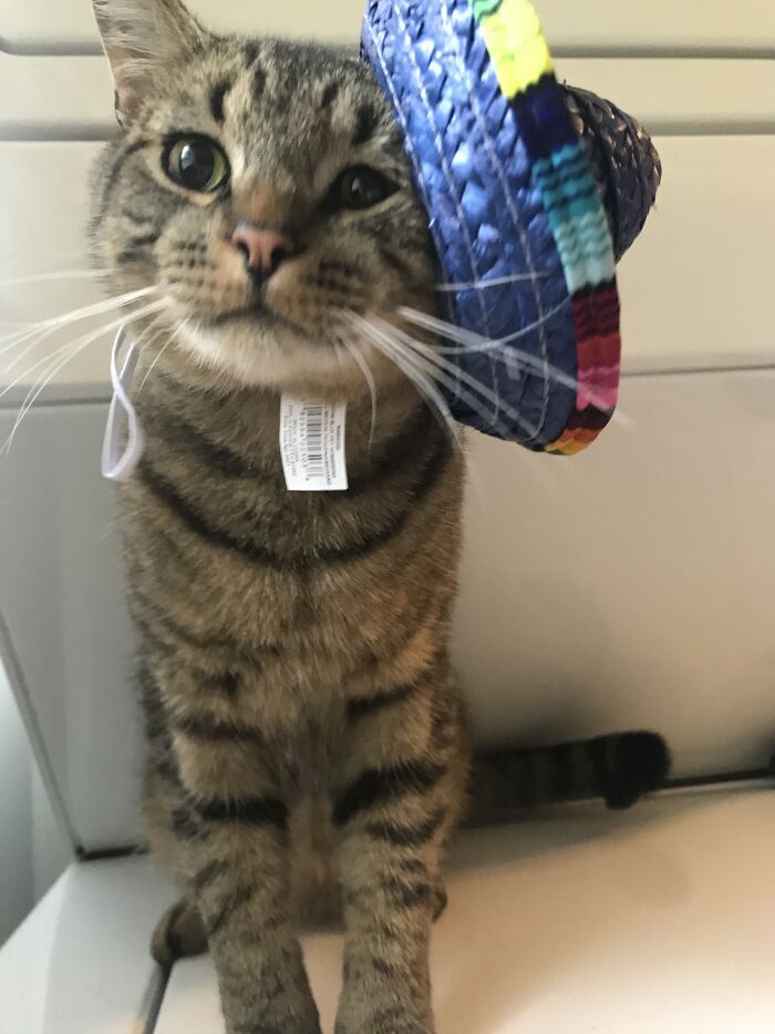 Cricket Celebrates International Cat Day.