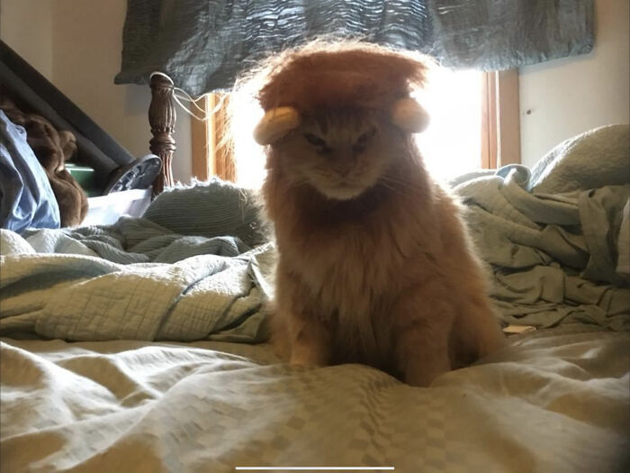 Mommy’s Little Lion