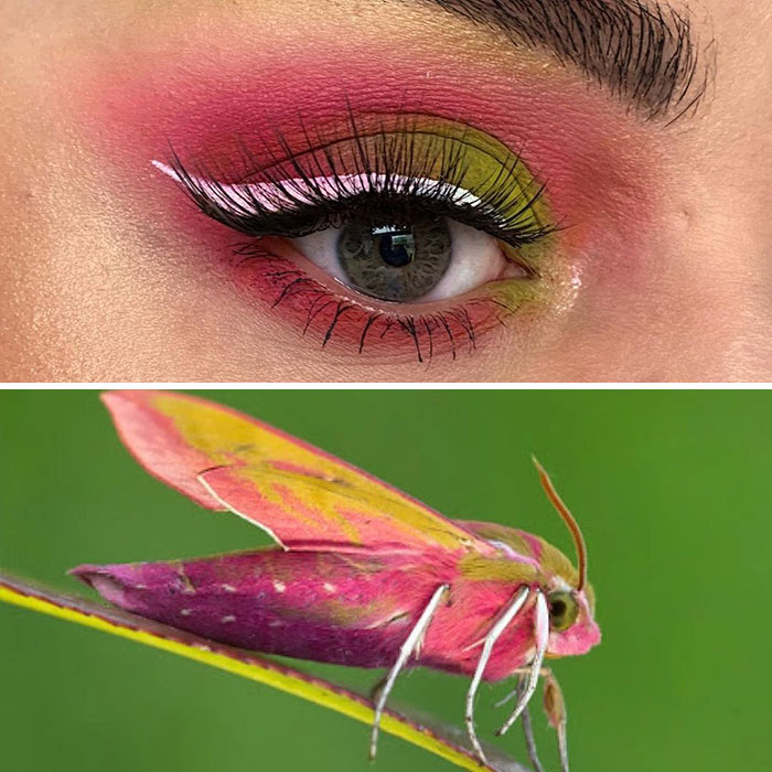 Bug-Inspired-Eye-Makeup-Duran-Jay-Entomakeup