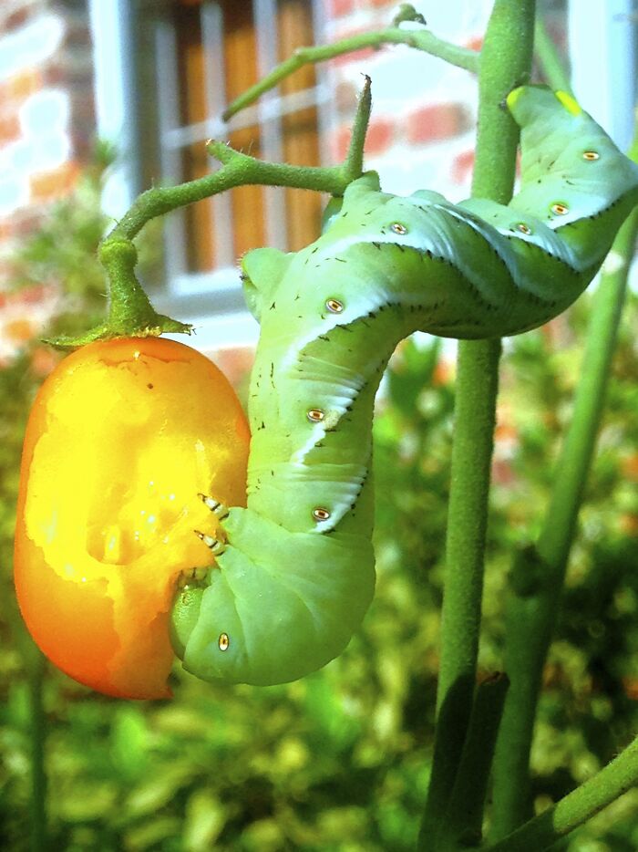 I Found This Dude Eating A Grape Tomato...