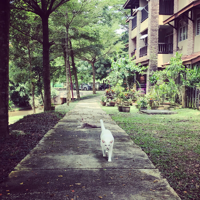 Neighbourhood Hoodlums Asking For Head Skritches Before I Am Allowed Safe Passage.